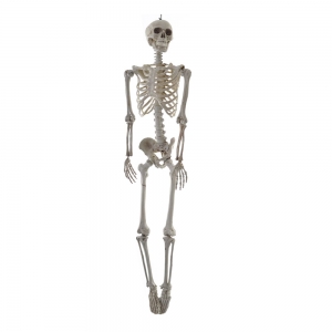 Large Hanging Skeleton 160 x 42 x 19cm